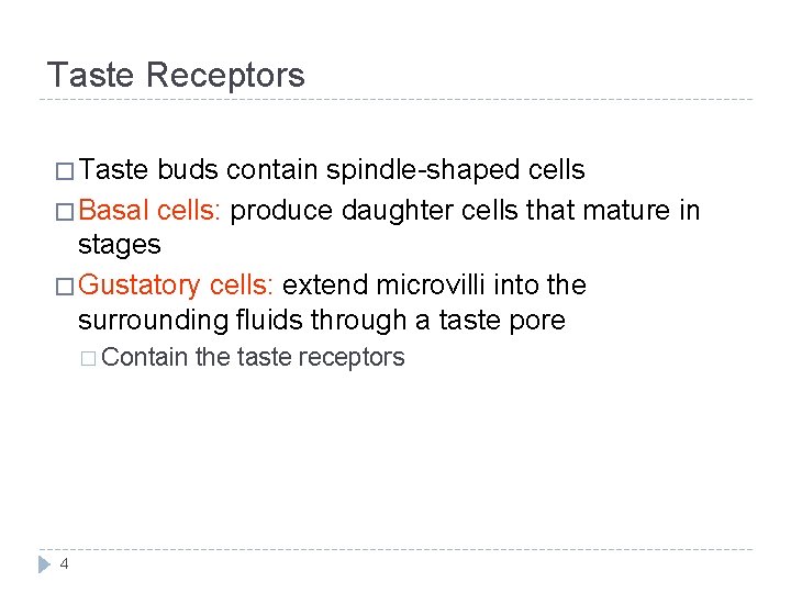 Taste Receptors � Taste buds contain spindle-shaped cells � Basal cells: produce daughter cells