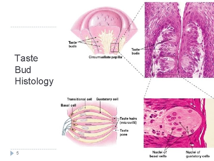 Taste Bud Histology 5 