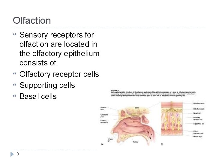 Olfaction Sensory receptors for olfaction are located in the olfactory epithelium consists of: Olfactory