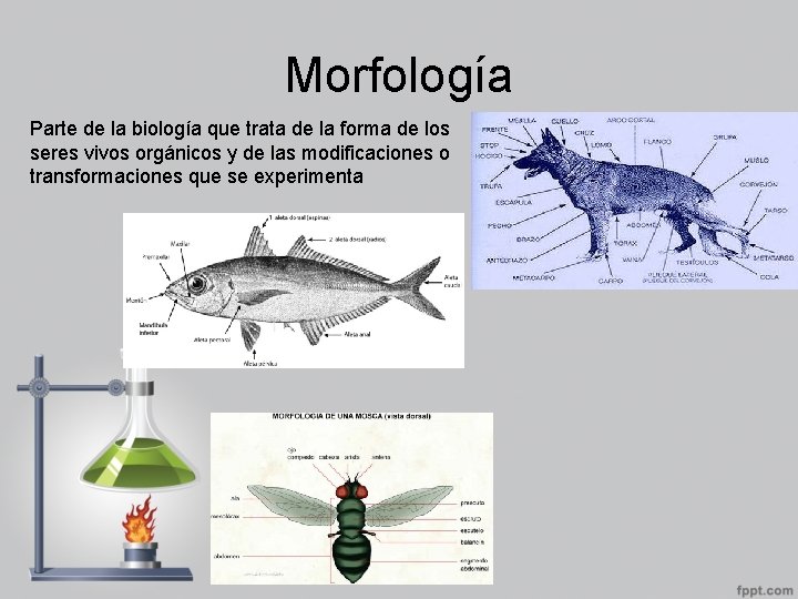 Morfología Parte de la biología que trata de la forma de los seres vivos