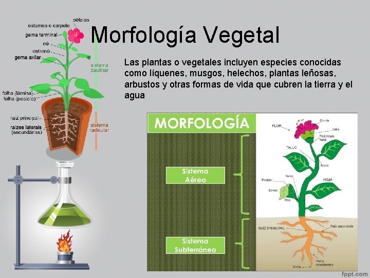 Morfología Vegetal Las plantas o vegetales incluyen especies conocidas como líquenes, musgos, helechos, plantas