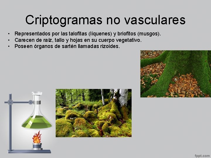 Criptogramas no vasculares • Representados por las talofitas (líquenes) y briofitos (musgos). • Carecen