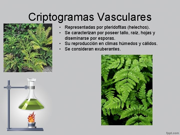 Criptogramas Vasculares • Representadas por pteridofitas (helechos). • Se caracterizan por poseer tallo, raíz,
