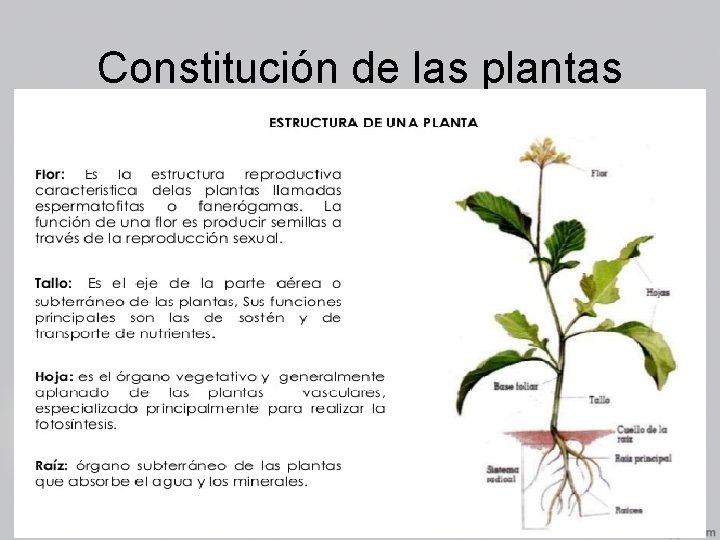 Constitución de las plantas 