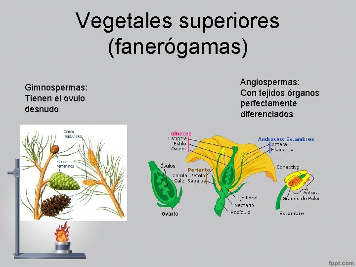 Vegetales superiores (fanerógamas) Gimnospermas: Tienen el ovulo desnudo Angiospermas: Con tejidos órganos perfectamente diferenciados