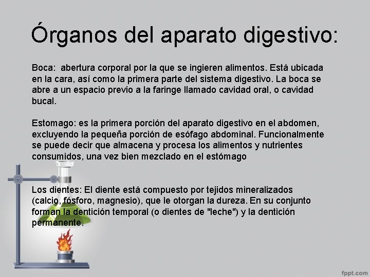 Órganos del aparato digestivo: Boca: abertura corporal por la que se ingieren alimentos. Está