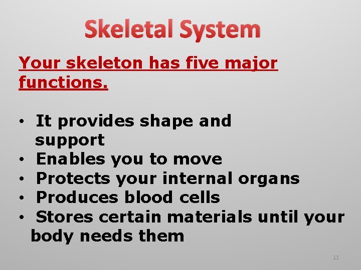 Skeletal System Your skeleton has five major functions. • It provides shape and support