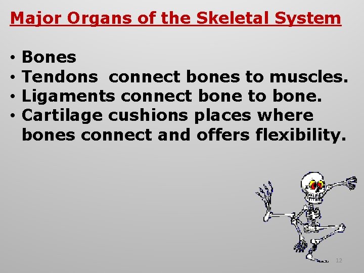 Major Organs of the Skeletal System • • Bones Tendons connect bones to muscles.
