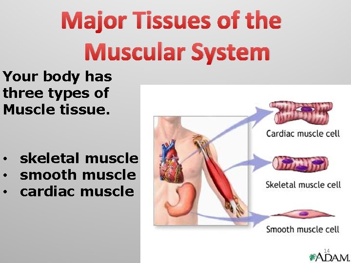Major Tissues of the Muscular System Your body has three types of Muscle tissue.