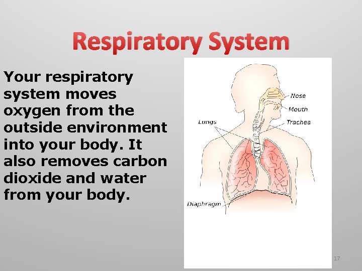 Respiratory System Your respiratory system moves oxygen from the outside environment into your body.