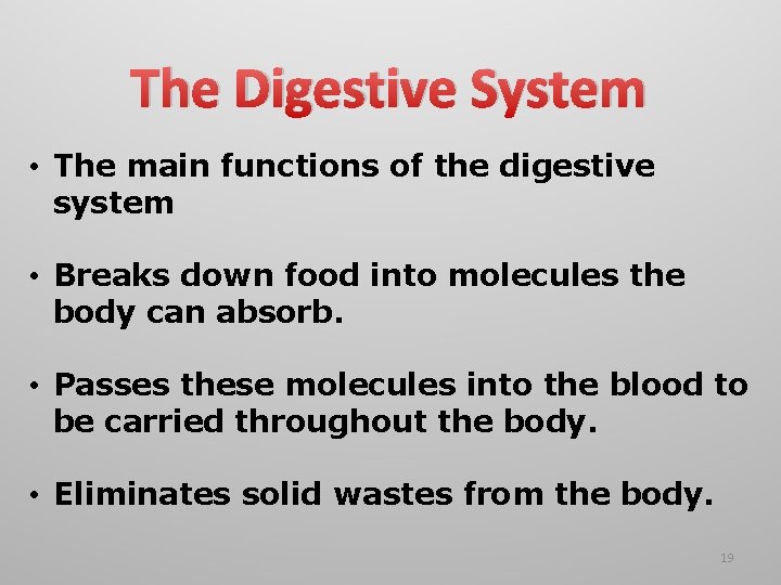 The Digestive System • The main functions of the digestive system • Breaks down