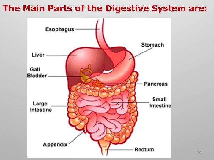The Main Parts of the Digestive System are: 20 
