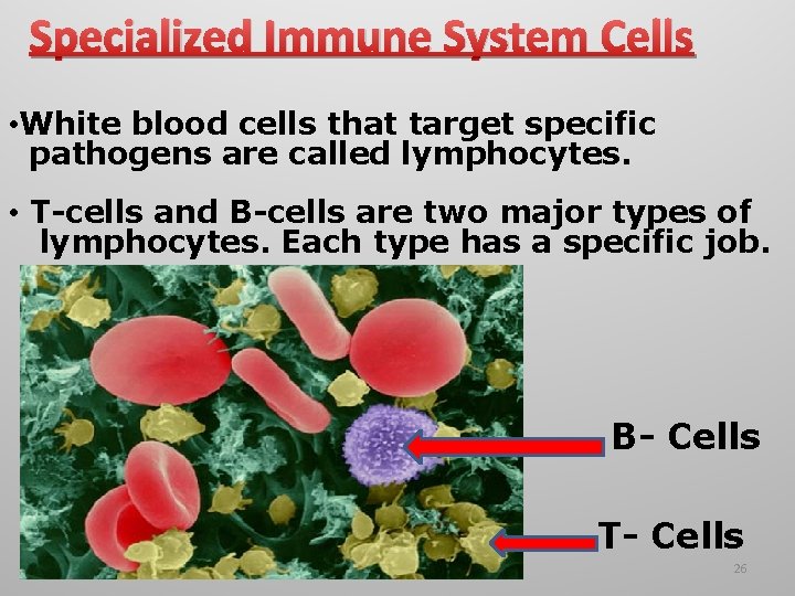 Specialized Immune System Cells • White blood cells that target specific pathogens are called