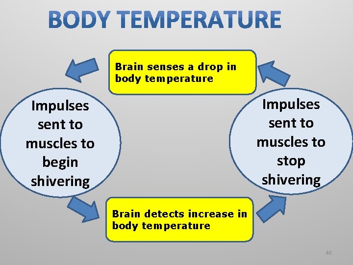 Brain senses a drop in body temperature Impulses sent to muscles to stop shivering