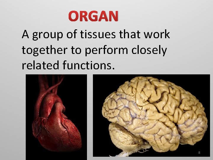 ORGAN A group of tissues that work together to perform closely related functions. 8