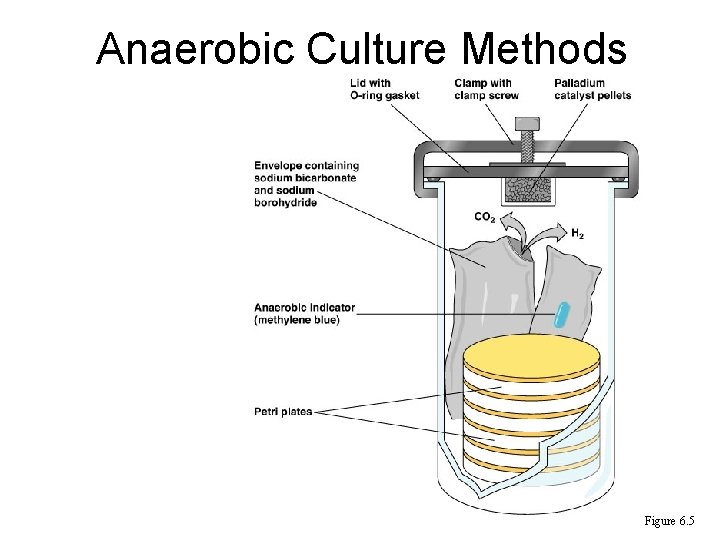 Anaerobic Culture Methods Figure 6. 5 