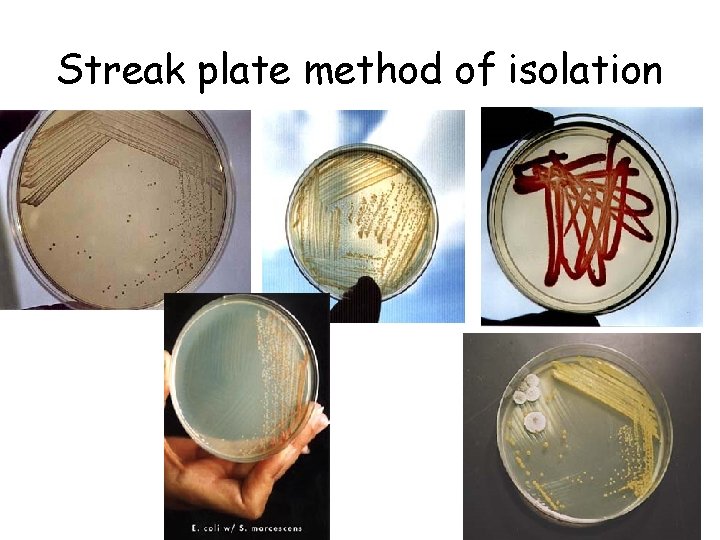 Streak plate method of isolation 