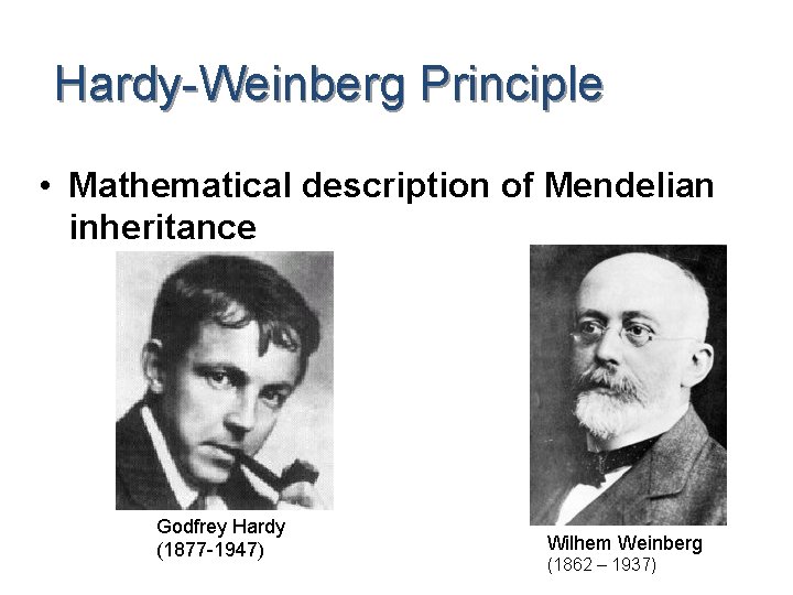 Hardy-Weinberg Principle • Mathematical description of Mendelian inheritance Godfrey Hardy (1877 -1947) Wilhem Weinberg