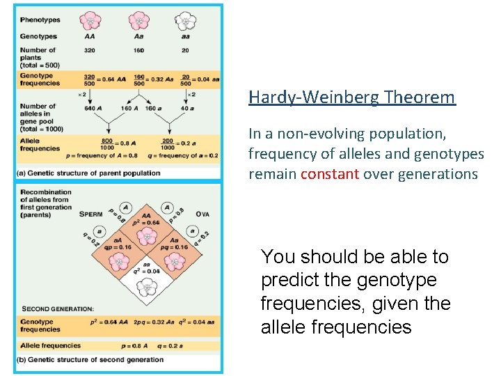 Hardy-Weinberg Theorem In a non-evolving population, frequency of alleles and genotypes remain constant over