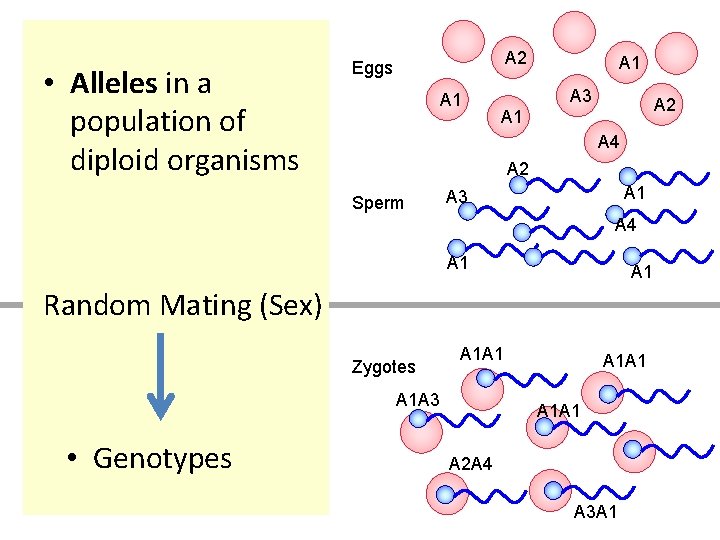  • Alleles in a population of diploid organisms A 2 Eggs A 1