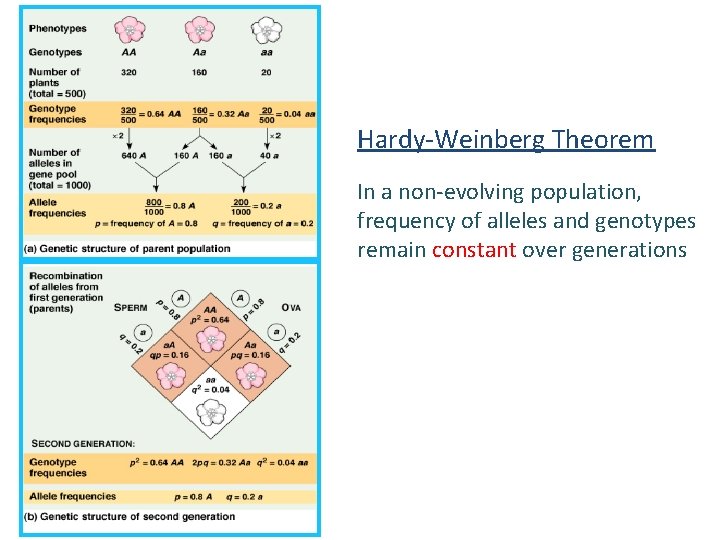 Hardy-Weinberg Theorem In a non-evolving population, frequency of alleles and genotypes remain constant over