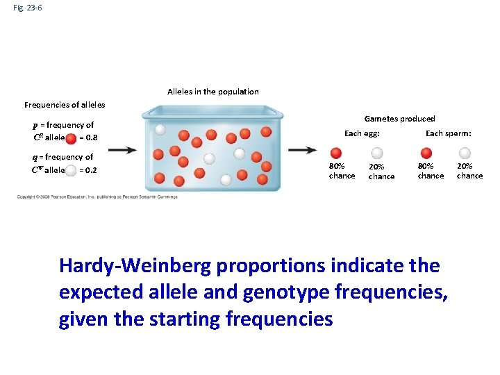 Fig. 23 -6 Alleles in the population Frequencies of alleles p = frequency of