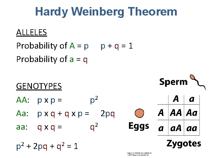 Hardy Weinberg Theorem ALLELES Probability of A = p Probability of a = q