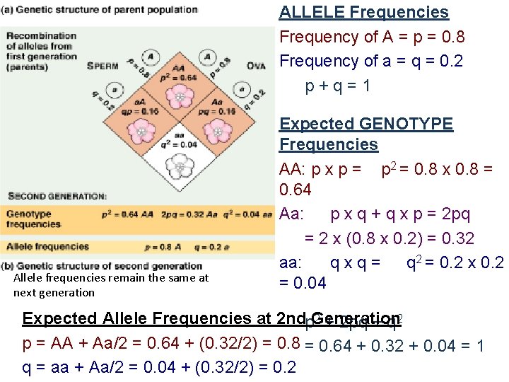 ALLELE Frequencies Frequency of A = p = 0. 8 Frequency of a =