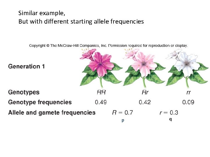 Similar example, But with different starting allele frequencies p q 