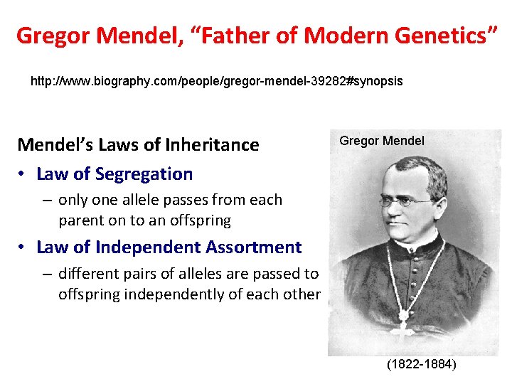 Gregor Mendel, “Father of Modern Genetics” http: //www. biography. com/people/gregor-mendel-39282#synopsis Mendel’s Laws of Inheritance