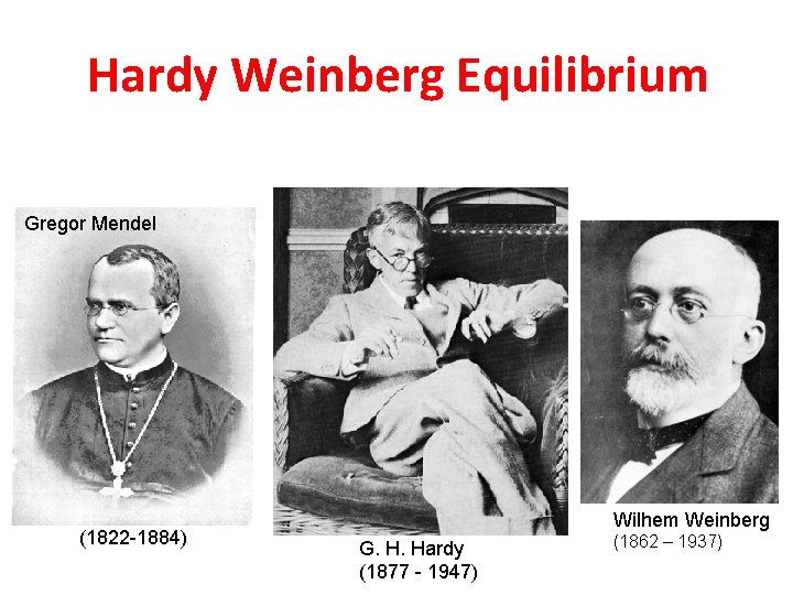 Hardy Weinberg Equilibrium Gregor Mendel (1822 -1884) Wilhem Weinberg G. H. Hardy (1877 -