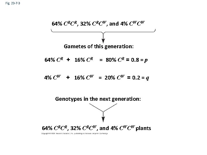 Fig. 23 -7 -3 64% CRCR, 32% CRCW, and 4% CWCW Gametes of this