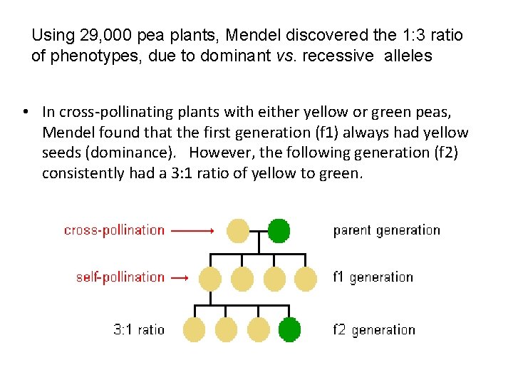 Using 29, 000 pea plants, Mendel discovered the 1: 3 ratio of phenotypes, due