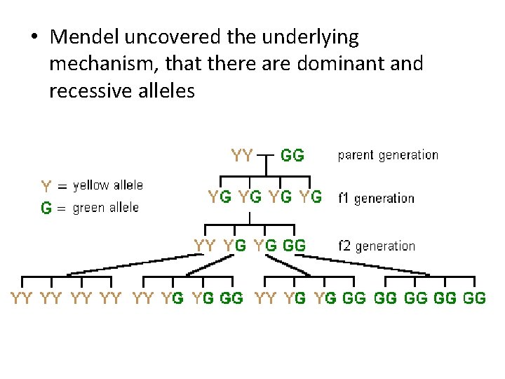  • Mendel uncovered the underlying mechanism, that there are dominant and recessive alleles