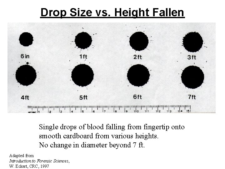 Drop Size vs. Height Fallen Single drops of blood falling from fingertip onto smooth