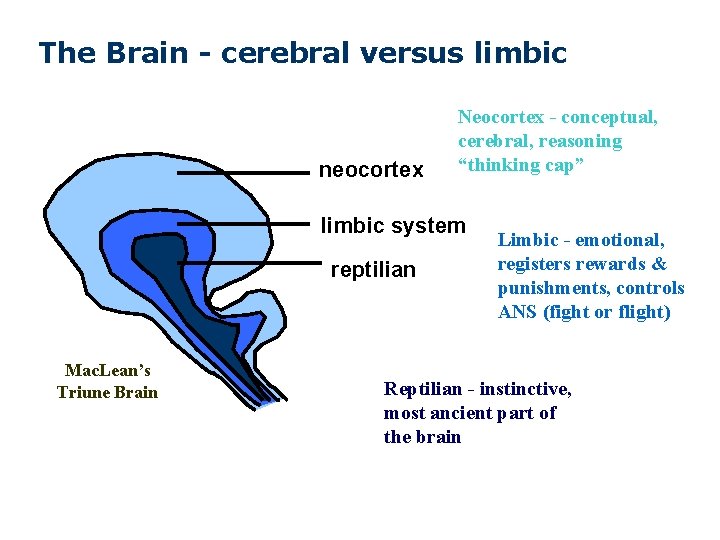 The Brain - cerebral versus limbic neocortex Neocortex - conceptual, cerebral, reasoning “thinking cap”