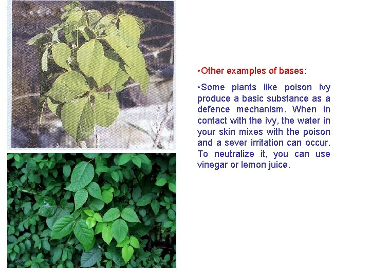  • Other examples of bases: • Some plants like poison ivy produce a
