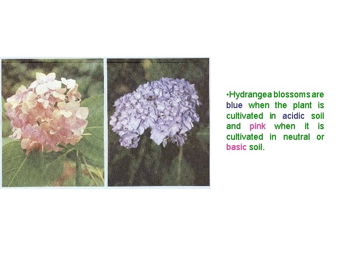  • Hydrangea blossoms are blue when the plant is cultivated in acidic soil