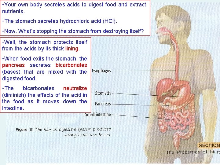  • Your own body secretes acids to digest food and extract nutrients. •