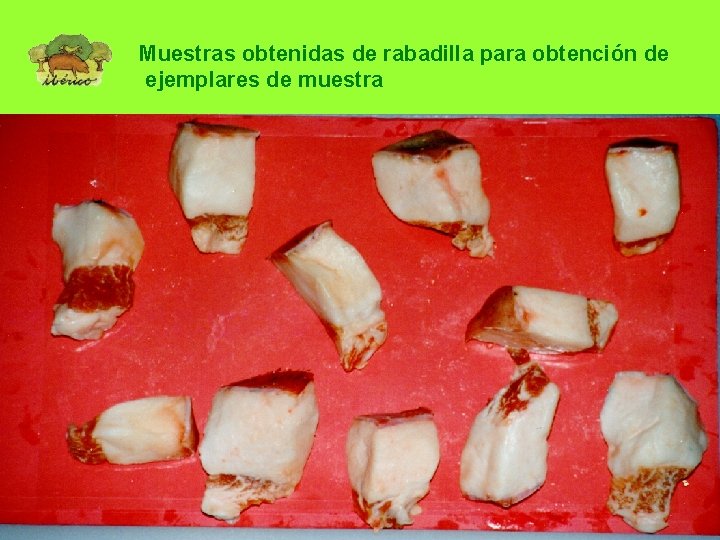 Muestras obtenidas de rabadilla para obtención de ejemplares de muestra 