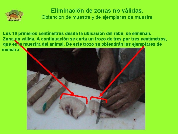Eliminación de zonas no válidas. Obtención de muestra y de ejemplares de muestra Los