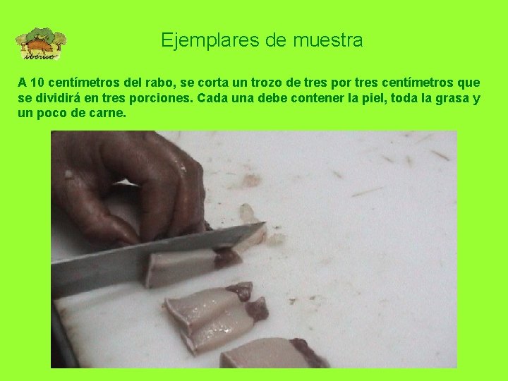 Ejemplares de muestra A 10 centímetros del rabo, se corta un trozo de tres