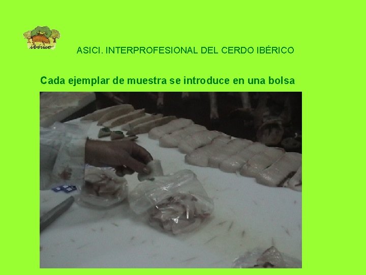 ASICI. INTERPROFESIONAL DEL CERDO IBÉRICO Cada ejemplar de muestra se introduce en una bolsa