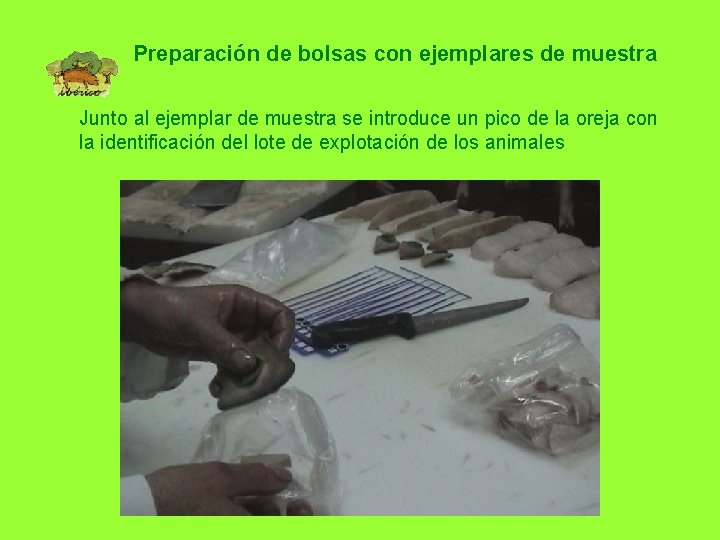 Preparación de bolsas con ejemplares de muestra Junto al ejemplar de muestra se introduce