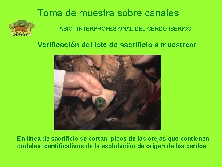 Toma de muestra sobre canales ASICI. INTERPROFESIONAL DEL CERDO IBÉRICO Verificación del lote de