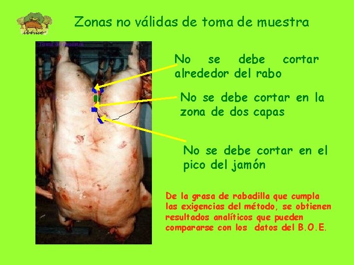 Zonas no válidas de toma de muestra No se debe cortar alrededor del rabo