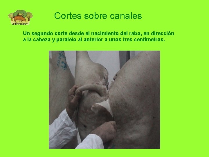 Cortes sobre canales Un segundo corte desde el nacimiento del rabo, en dirección a