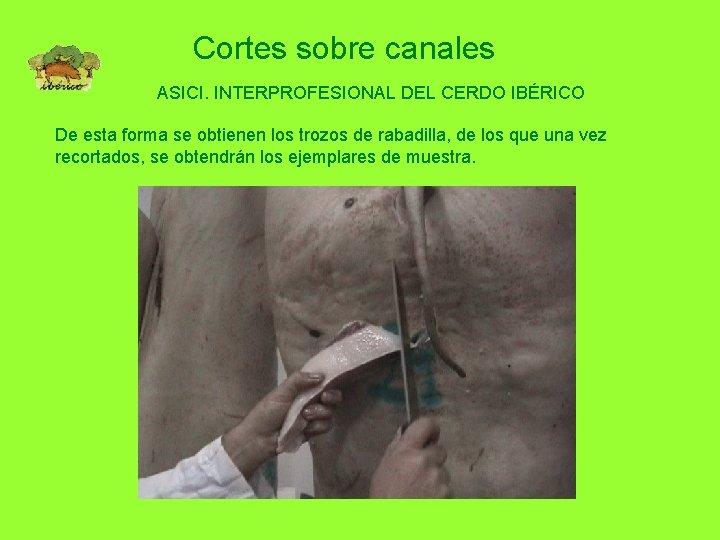 Cortes sobre canales ASICI. INTERPROFESIONAL DEL CERDO IBÉRICO De esta forma se obtienen los