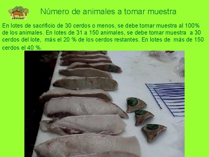 Número de animales a tomar muestra En lotes de sacrificio de 30 cerdos o