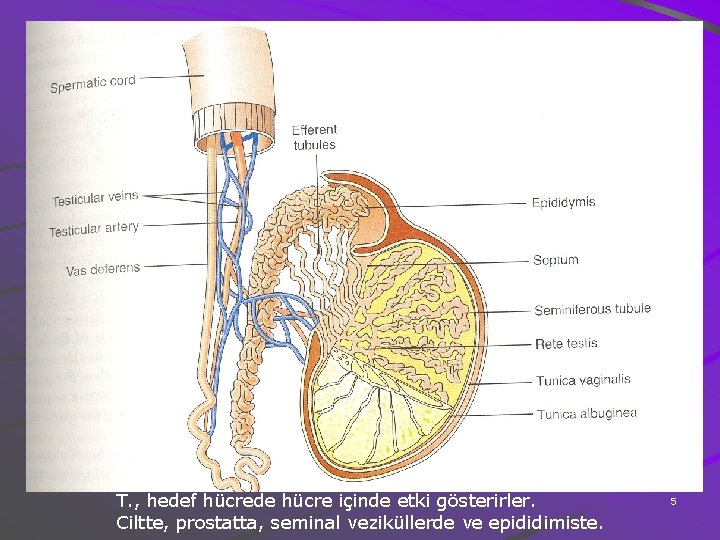 T. , hedef hücrede hücre içinde etki gösterirler. Ciltte, prostatta, seminal veziküllerde ve epididimiste.